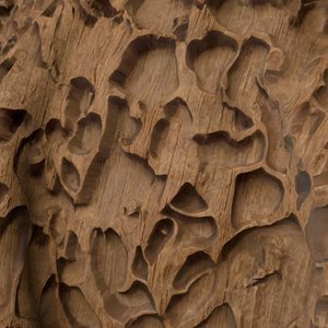 Dragon carved wood on curved geometry.