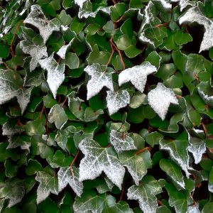 Frost ivy on curved geometry.