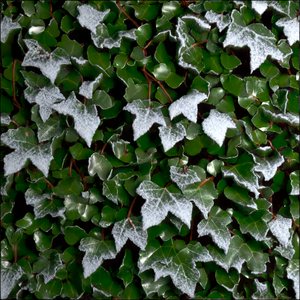 Frost ivy reconstruction.